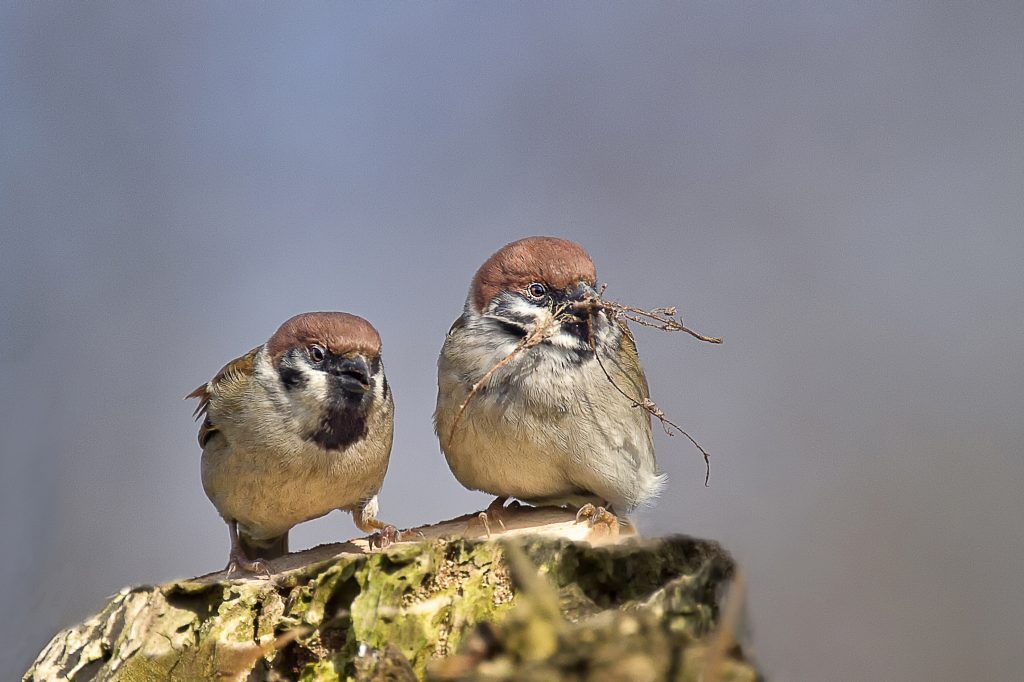Ringmus (Passer montanus)