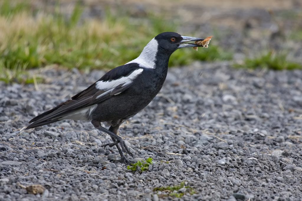 Australian Mapie (Gymnorhina tibicen)