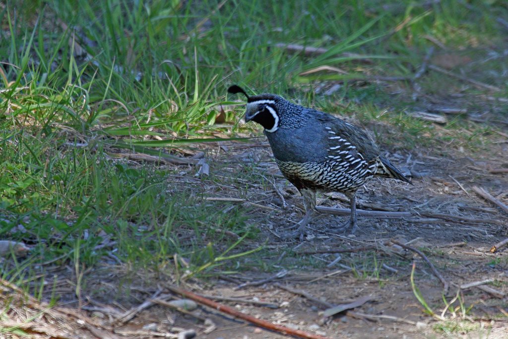 California Quail (Callipepla californica)