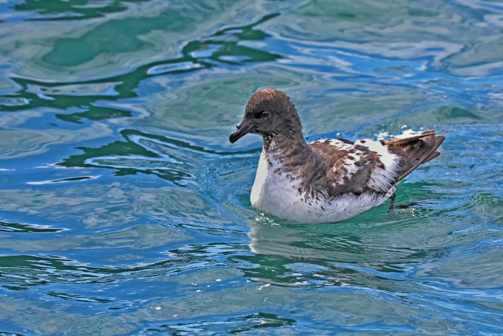 Cape petrel (Daption capense),