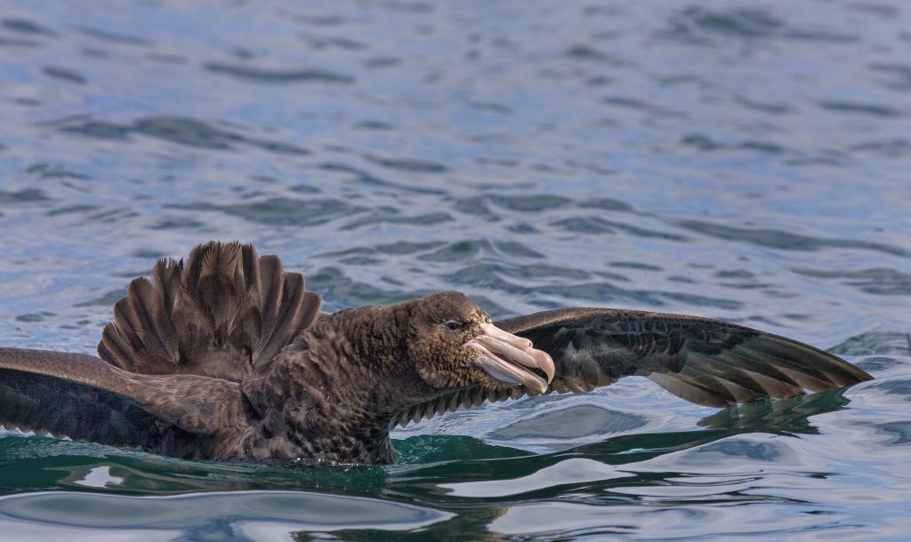 Giant petrol (Macronectes giganteus)