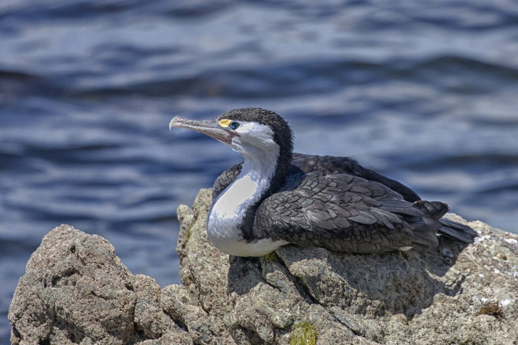 Pied shag (Phalacrocorax varius)