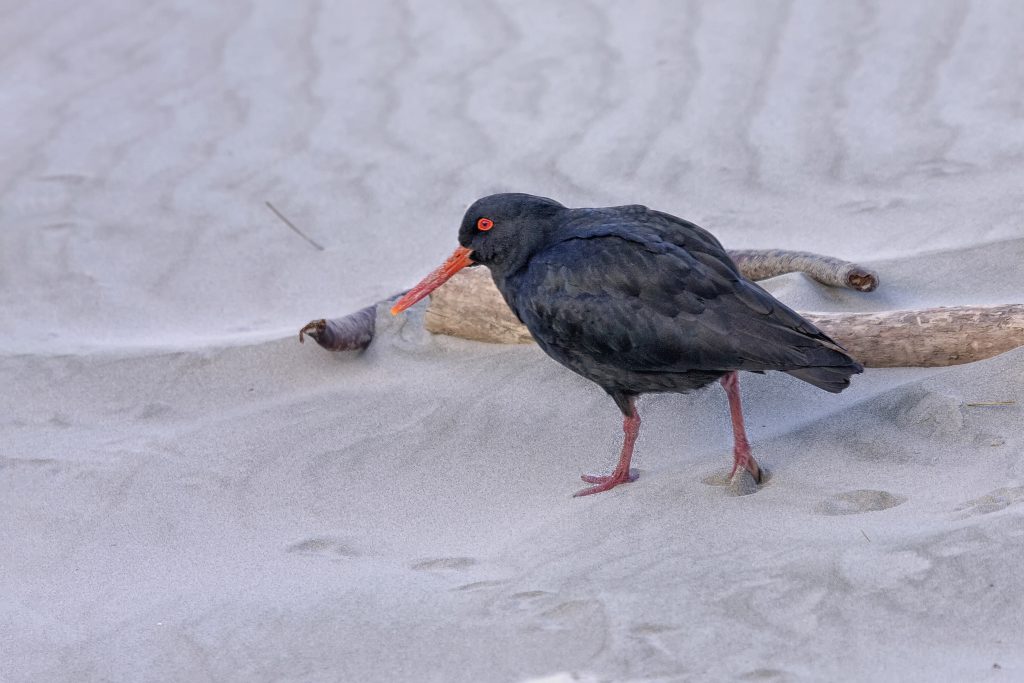 Oystercatcher black phase (Haematopus bachmani)