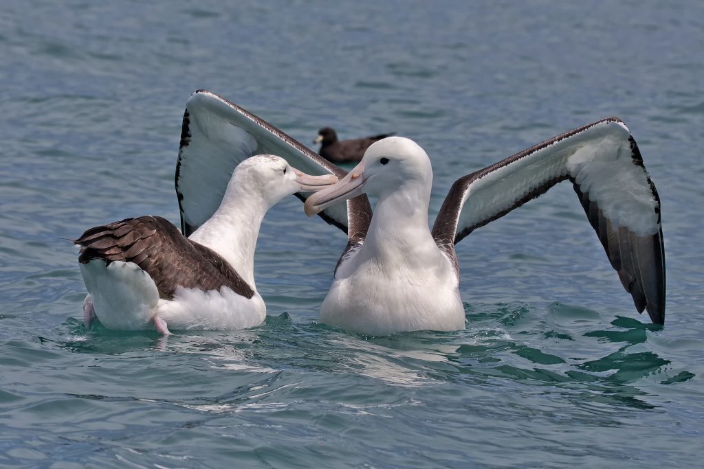Royal Albatros (Diomedea epomophora)