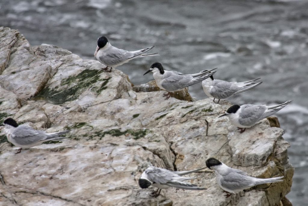 White-Fronred Tern (Sterna striata)