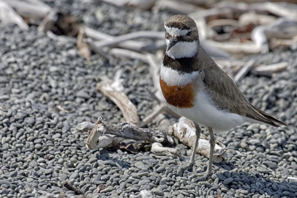 Banded dotterel (Charadrius bicinctus),