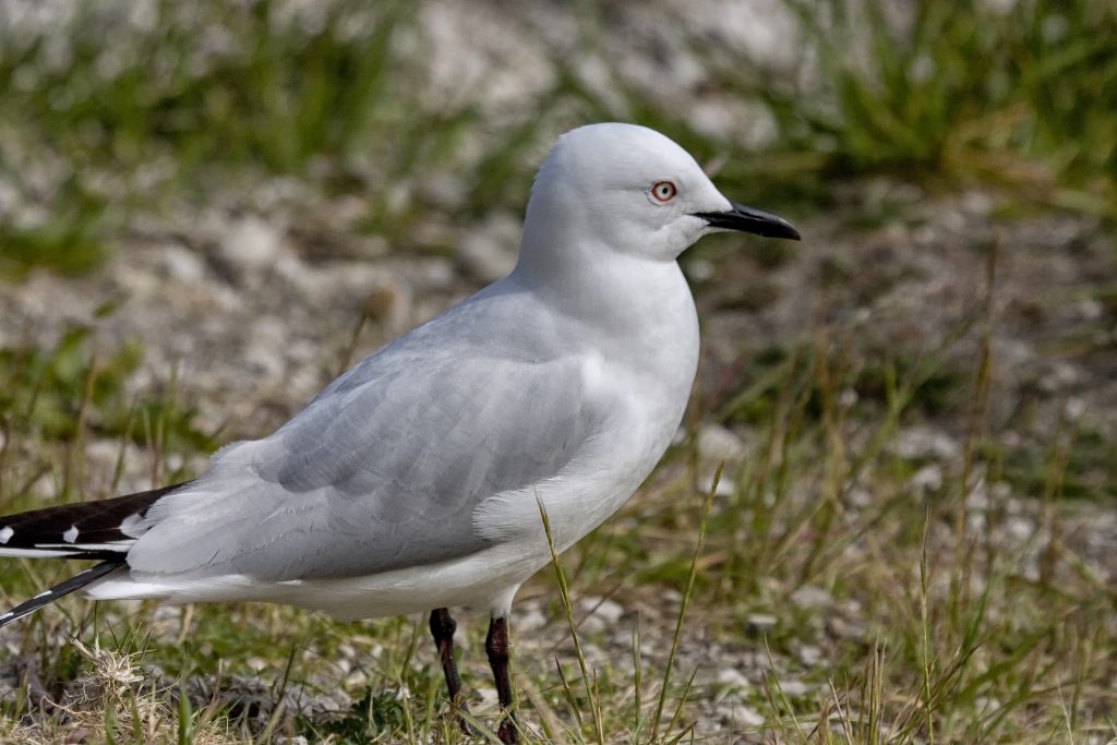 Black billed gull Chroicocephalus bulleri)