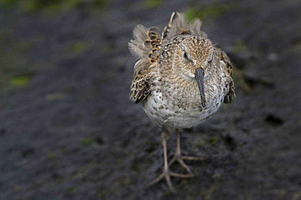 Bonte strandloper (Calidris alpina)
