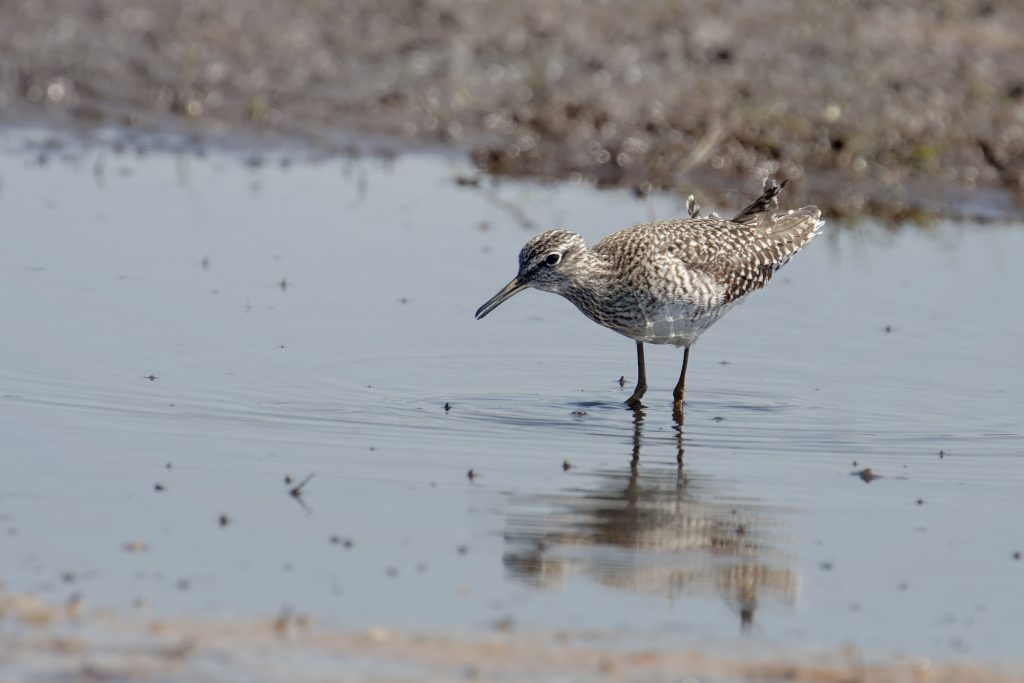 Bosruiter (Tringa glareola)