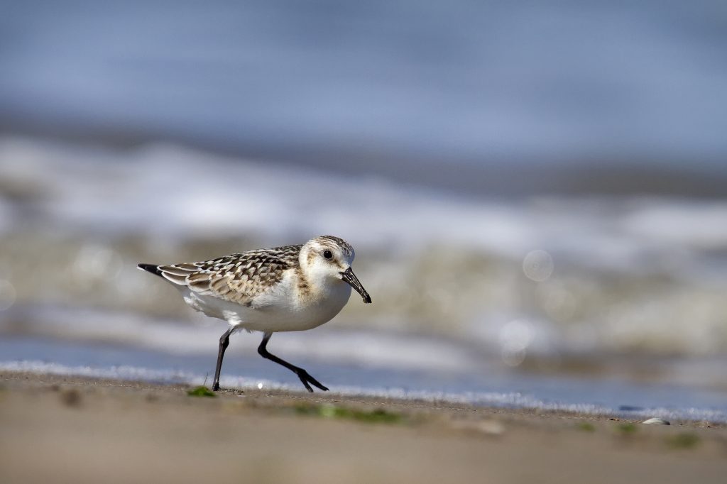 Drieteenstrandloper (Calidris alba)