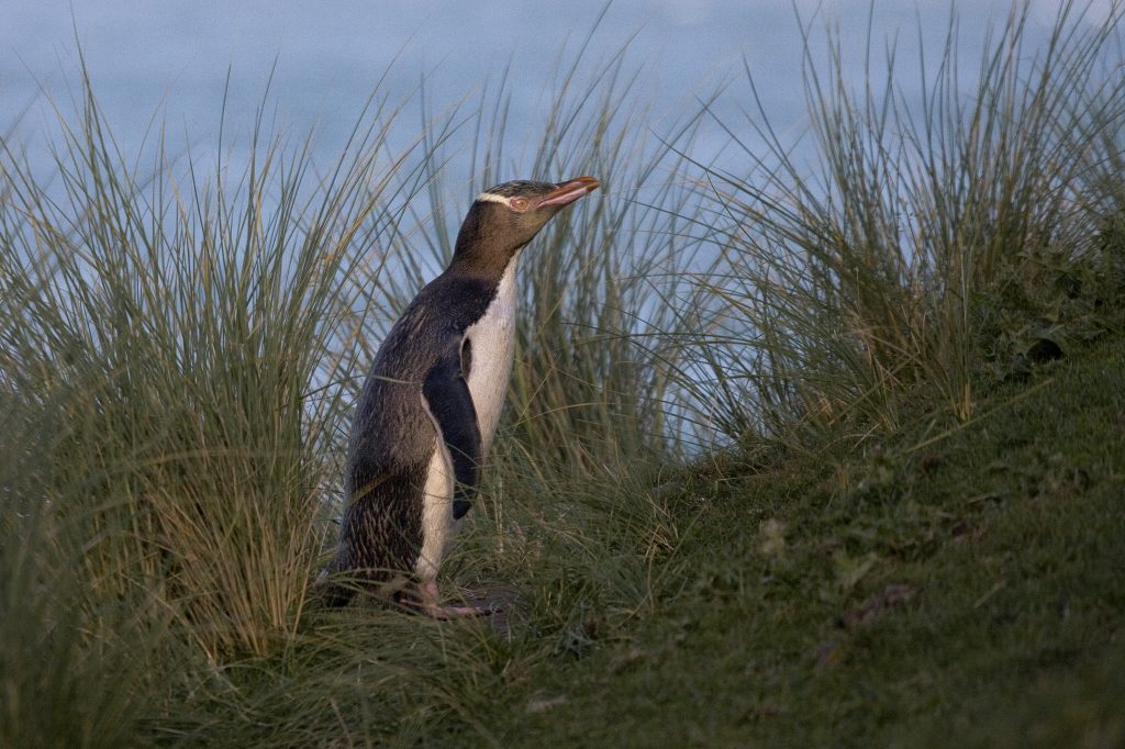 geeloog pinguin (Megadyptes antipodes)