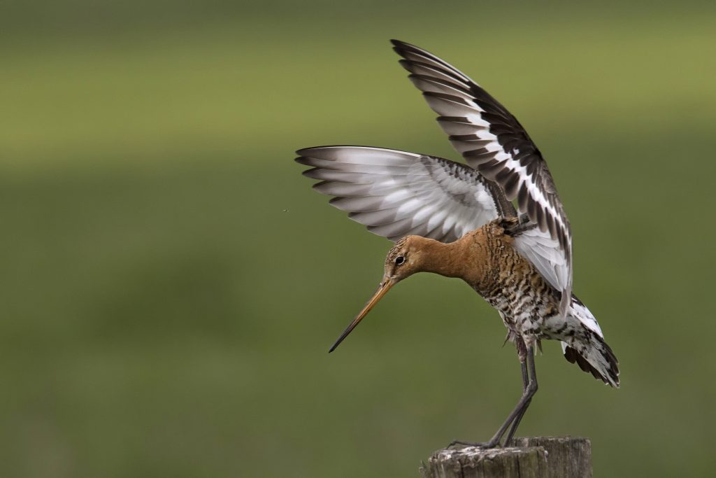 Grutto (Limosa limosa)