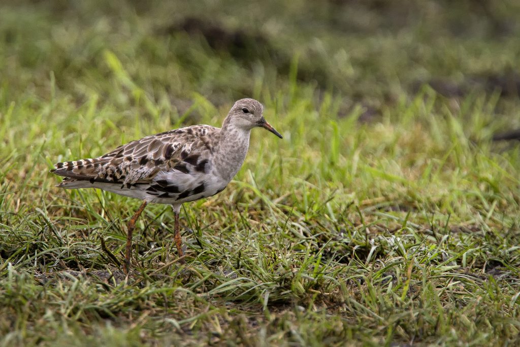 Kemphaan (Calidris pugnax)