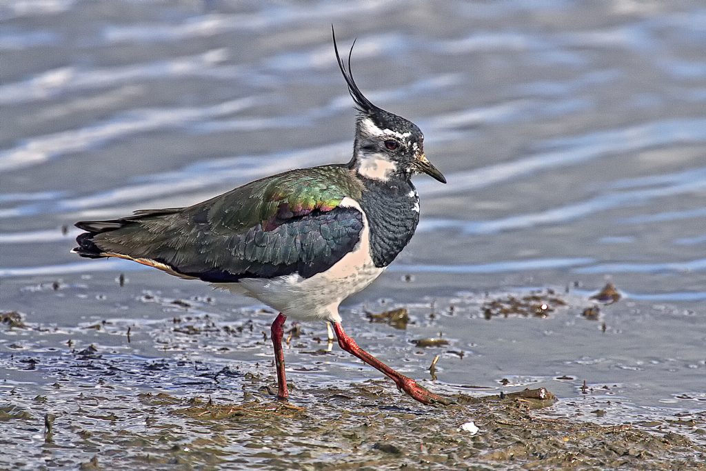 Kievit (Vanellus vanellus)