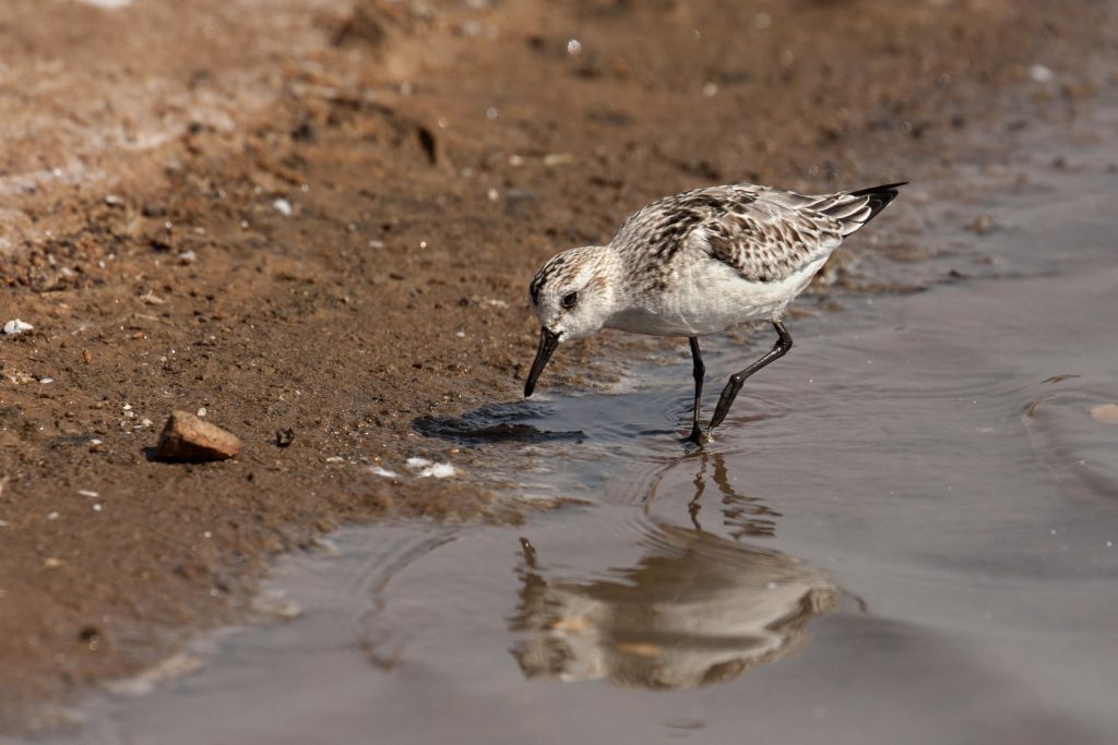 Kleine strandloper (Calidris minuta)