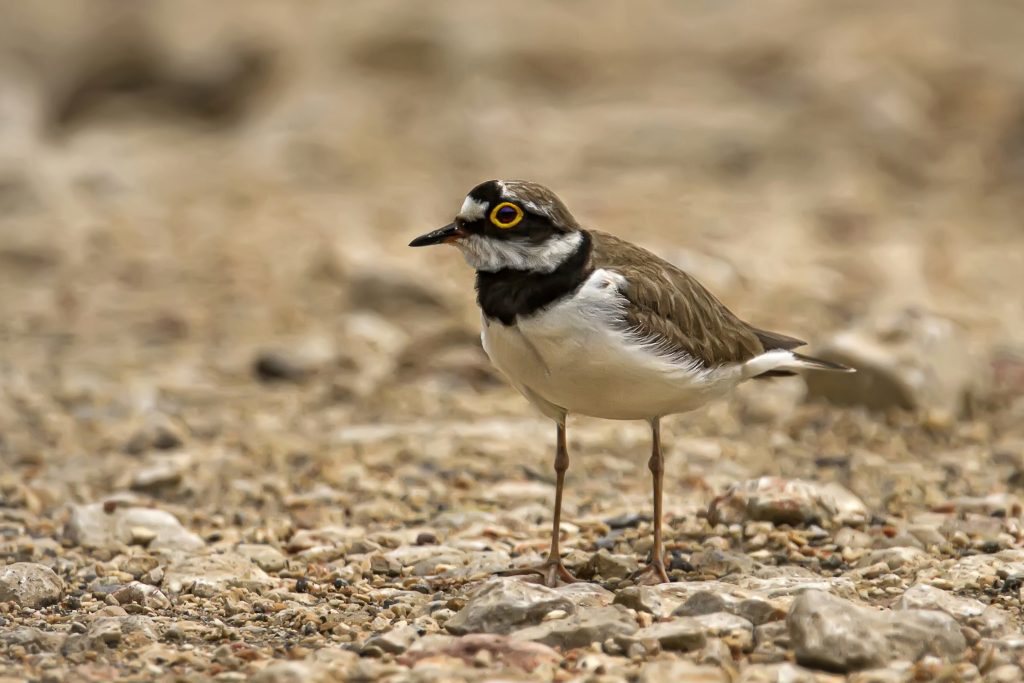 Kleine plevier (Charadrius dubius)