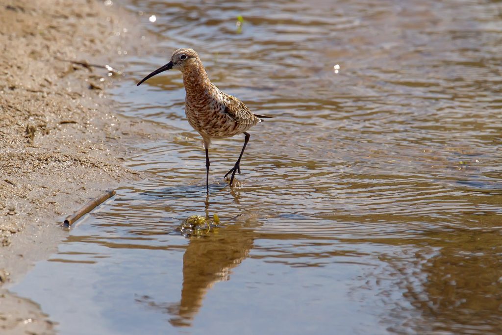 Krombekstrandloper (Calidris ferruginea)