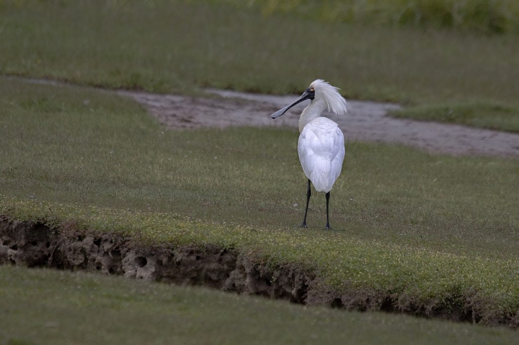Koningslepelaar (Platalea regia)