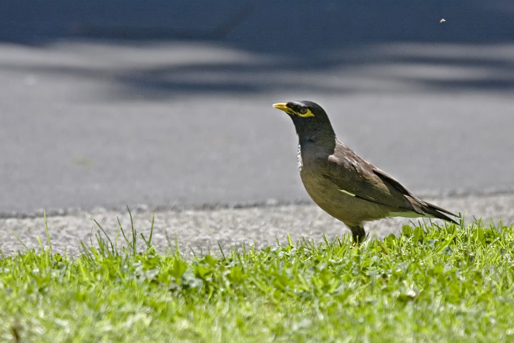 Myna (Acridotheres tristis)
