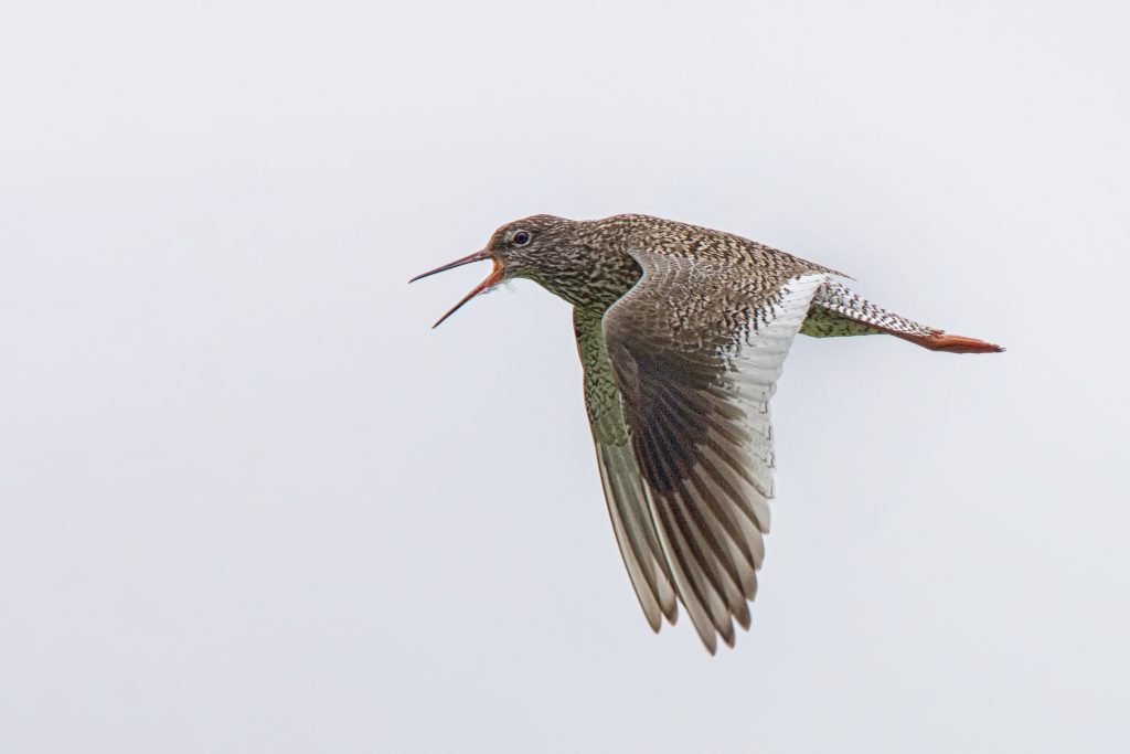 Tureluur (Tringa totanus)