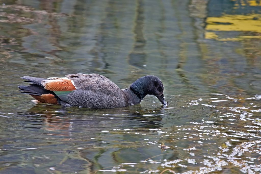 Paradise shelduck (Tadorna variegata)