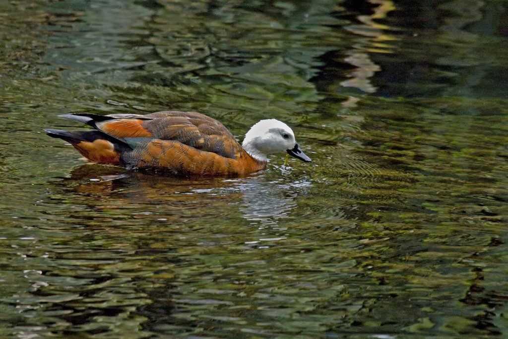 Paradise shelduck (Tadorna variegata)