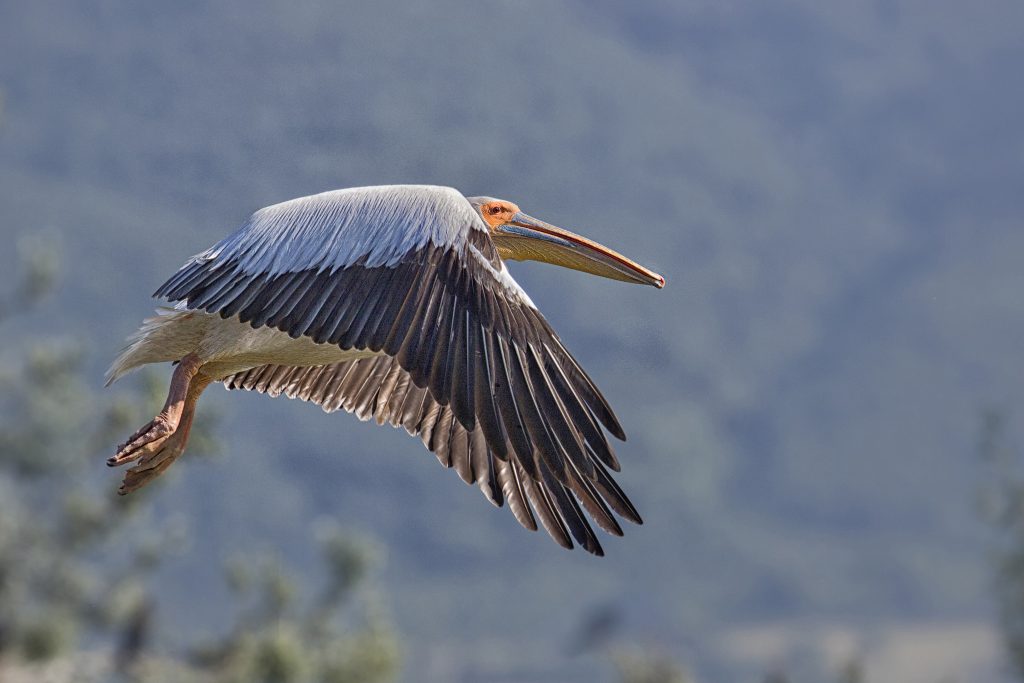 Roze pelikaan (Pelecanus onocrotalus)