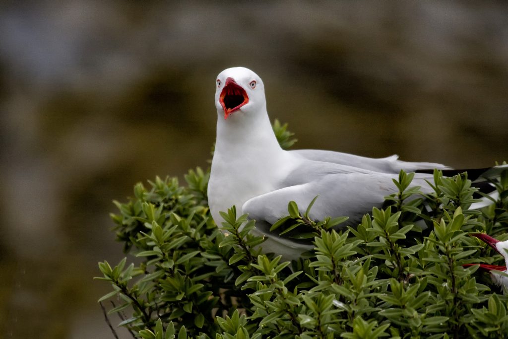 Red-billed gull (Chroicocephalus novaehollandiae scopulinus),