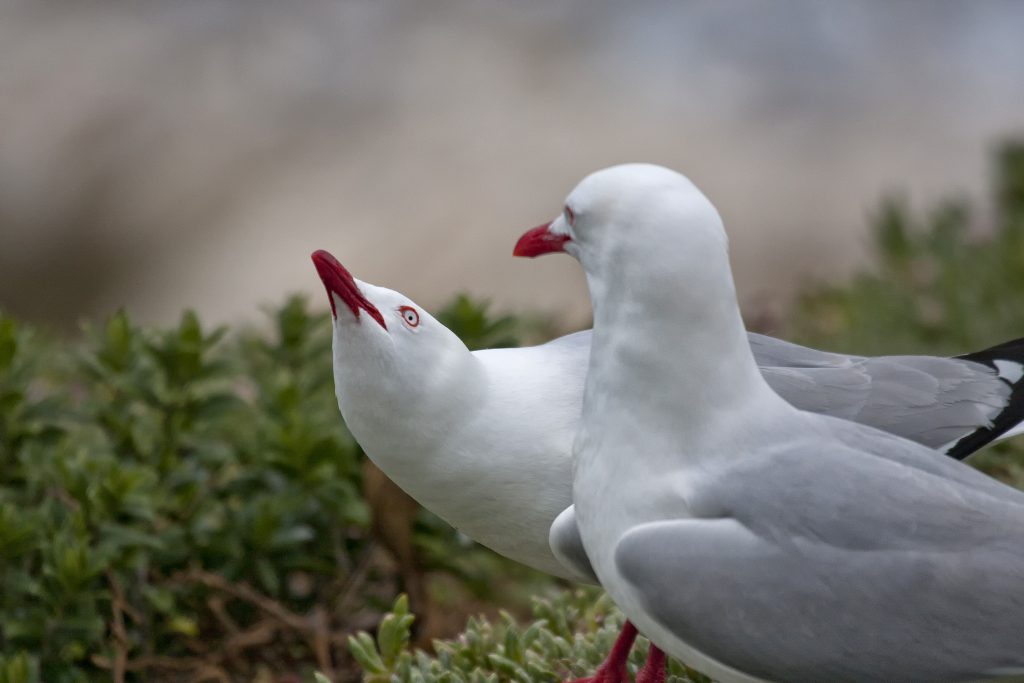 Red-billed gull (Chroicocephalus novaehollandiae scopulinus),