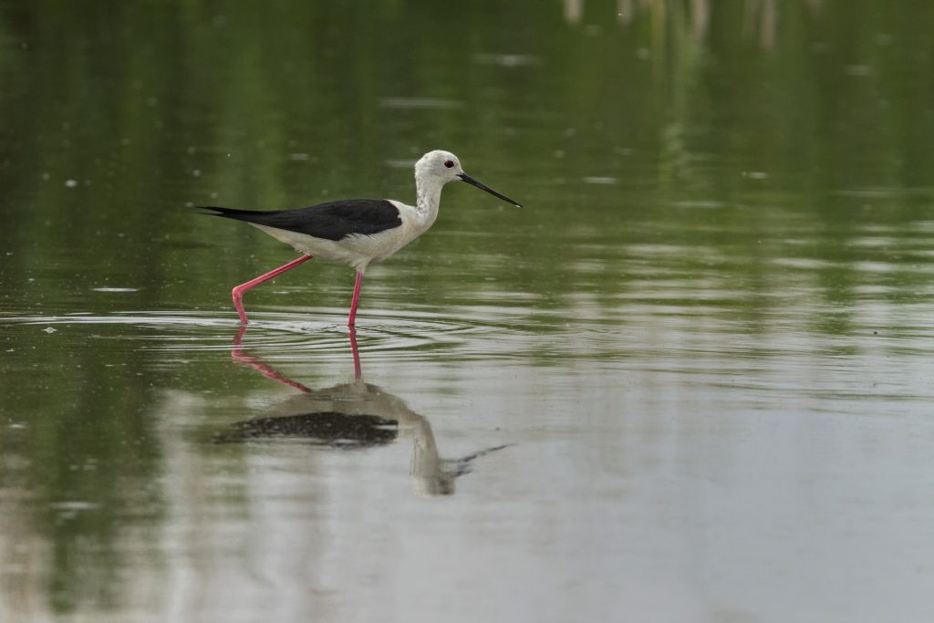 Steltkluut (Himantopus himantopus)