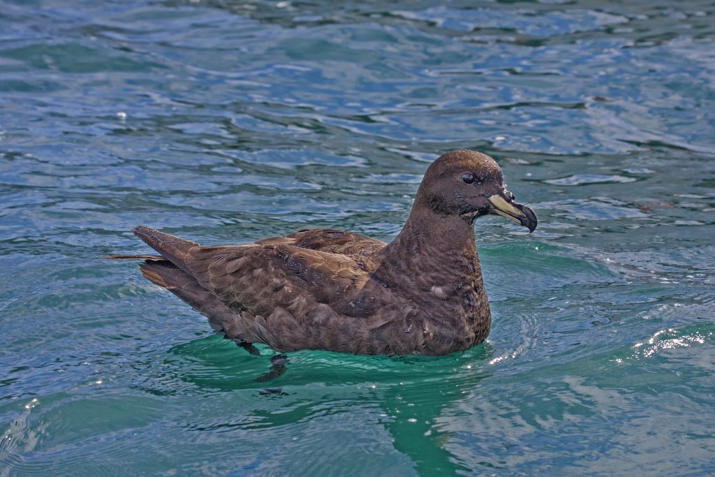 Westland petrel (Procellaria westlandica),