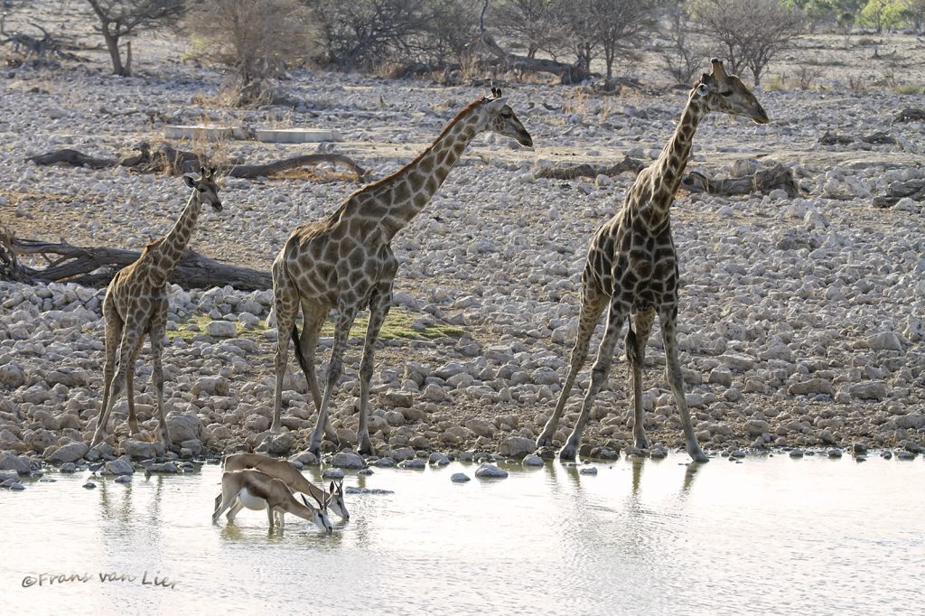 Giraffe (G.tippelskirchi)