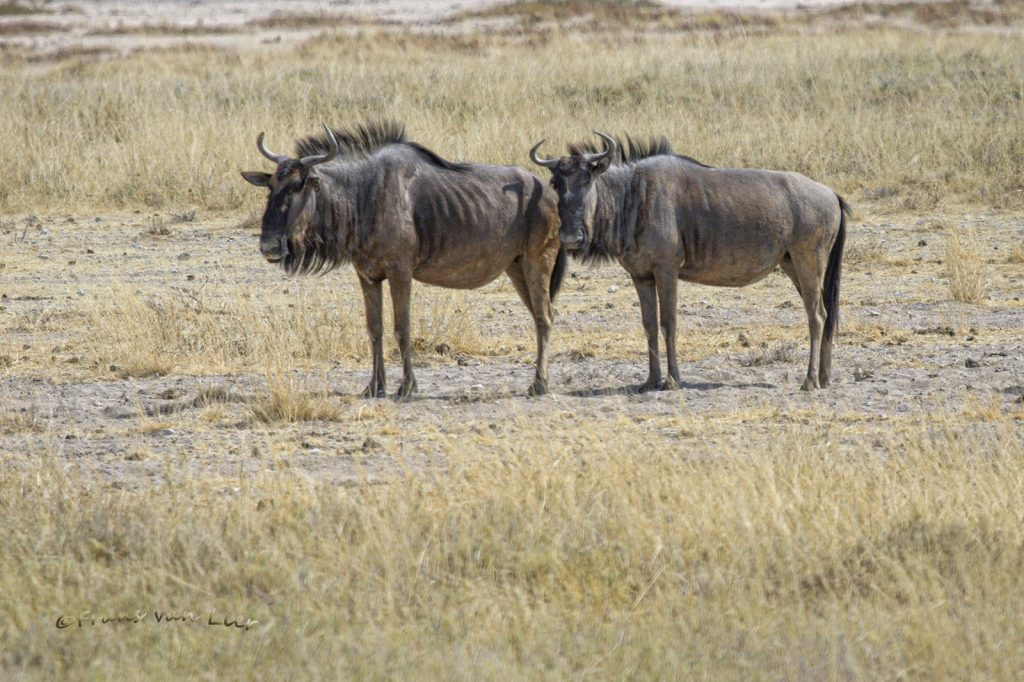 Wildebeesten (Connochaetes)