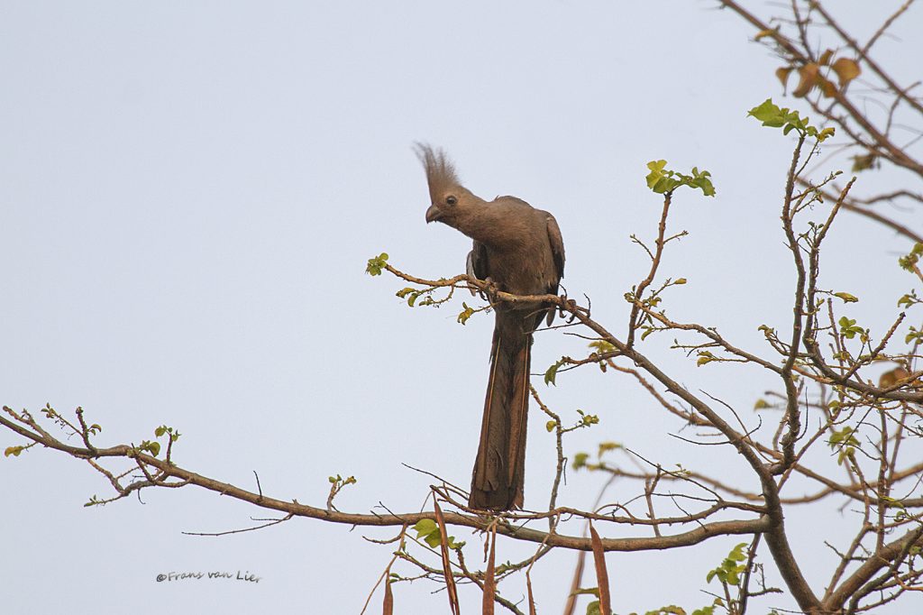Grey go-away-bird (Crinifer concolor)