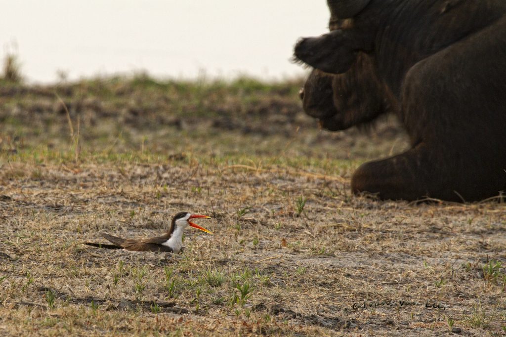 Skimmer, African (Rynchops flavirostris)