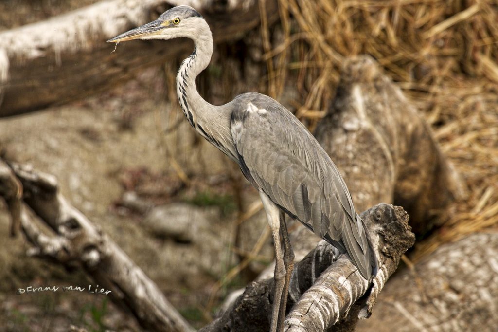 Blauwe reiger (Ardea cinerea)