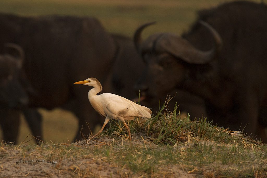 Koereiger (Bubulcus ibis)