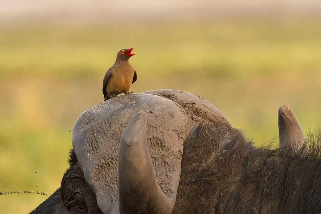 Roodsnavelossenpikker (Buphagus erythrorynchus)