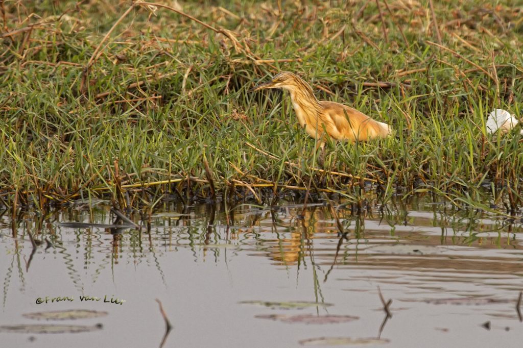 (Mogelijk) Squacco Heron (Ardeola ralloides)