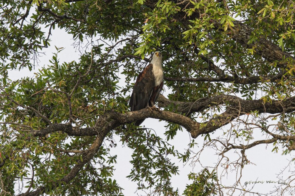 African sea eagle (Haliaeetus vocifer)