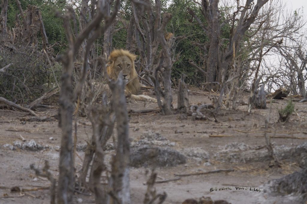 Leeuw (Panthera le0)