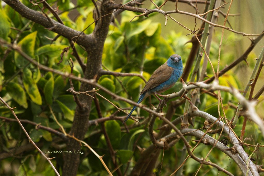 Blauwfazantje female (Red-cheeked Gordon-bleu)