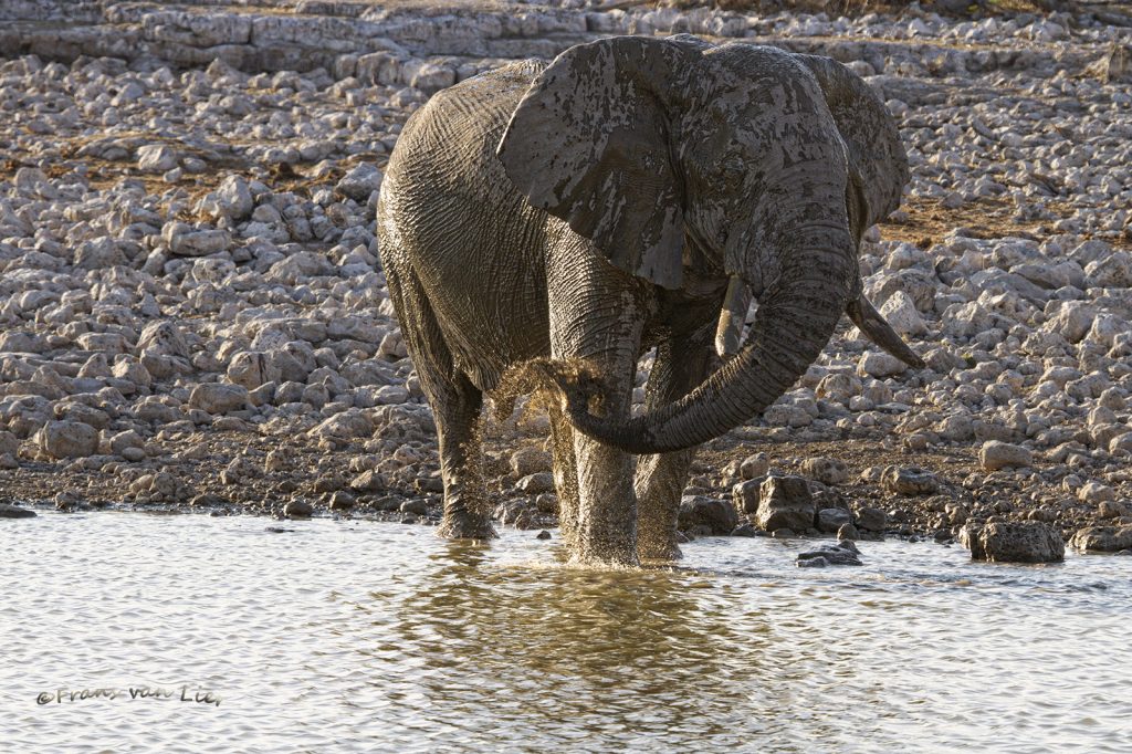 Afrikaanse olifanten (Loxodonta africana)