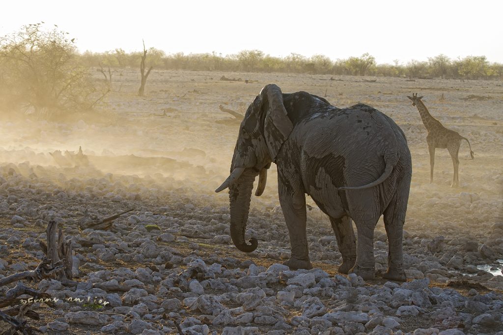 Afrikaanse olifanten (Loxodonta africana)