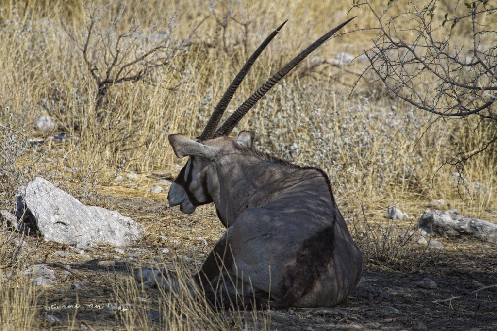 Southern Oryx (Oryx gazella)