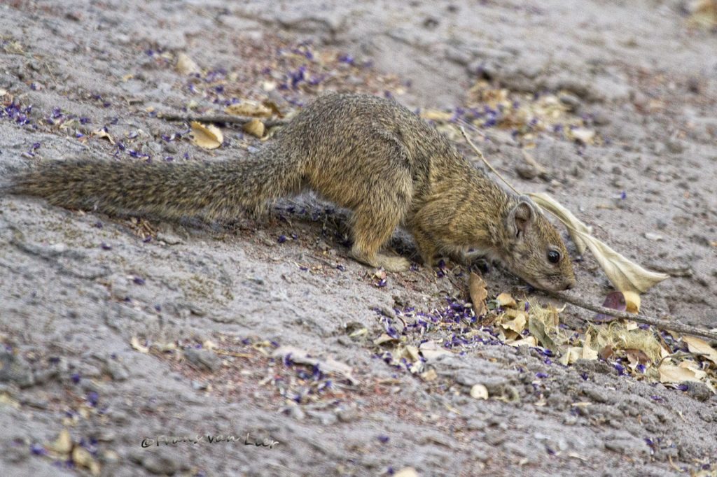 Rock Squirrel (Spermophilus variegatus)