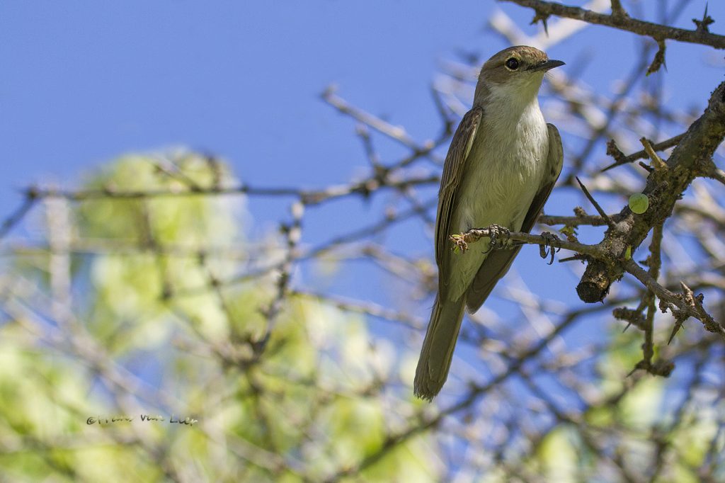 flycatcher