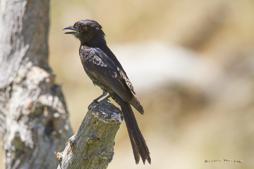 fork-tailed drongo (Dicrurus adsimilis)