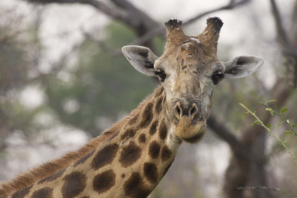Giraffe (G.tippelskirchi)