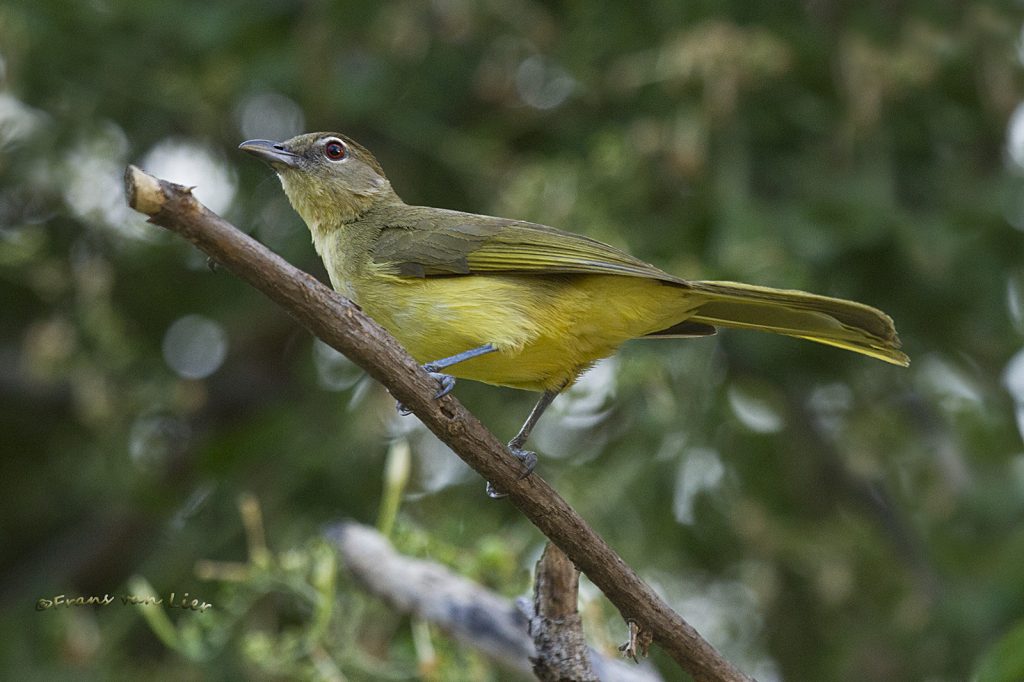 Yellow-bellied greenbul (Yellow-bellied greenbul,
